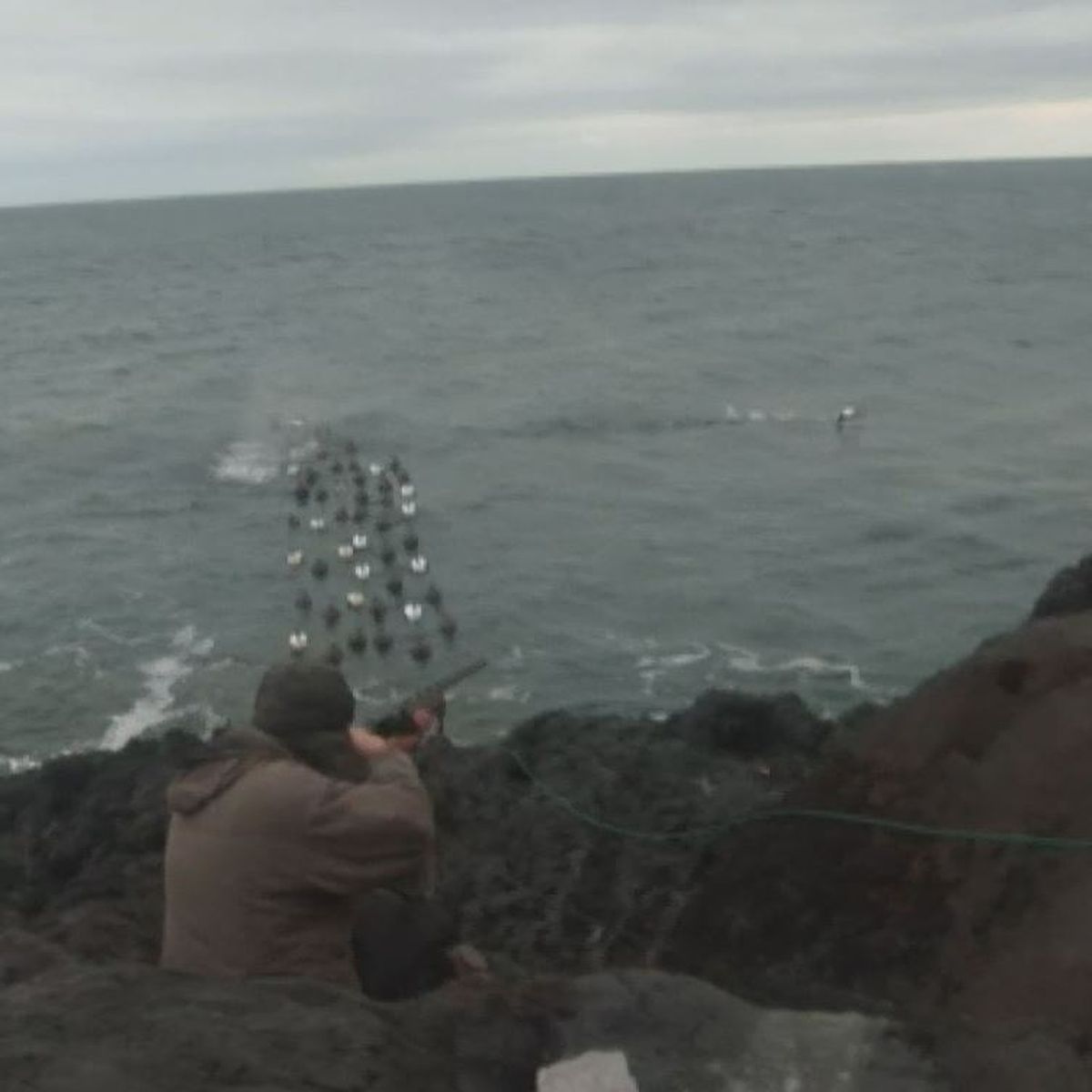 La chasse au gibier de mer a toujours ses adeptes Saint Pierre