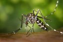 Dengue : des larves de moustique Aedes Albopictus découvertes à Saint-Barthélémy