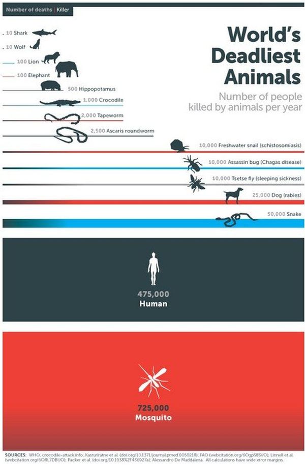 Lanimal Le Plus Meurtrier Au Monde Est Le Moustique