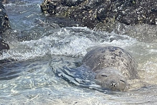 L'éléphante de mer à nouveau échouée dans l'Ouest, et blessée par un hameçon.