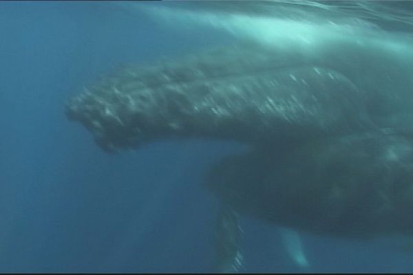 parmi les baleines à bosse