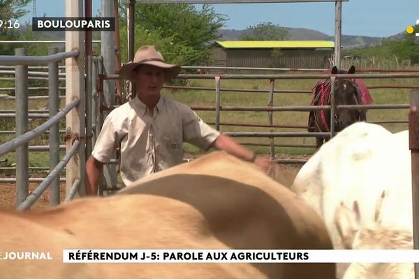 Nouvelle-Calédonie : chez les Creugnet, éleveurs de bovins de père en fils
