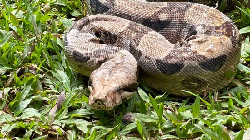 Un reptile blindé arpentant la Guadeloupe : la tortue terrestre