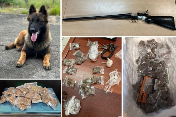 M., le nouveau berger belge Tervueren de la gendarmerie de la Guadeloupe a découvert de la drogue et des armes à feu, au domicile d'un individu, à Moule - 07/2024.