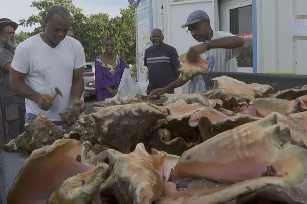 Le lambi se fait plus rare sur les étals des pêcheurs de Guadeloupe