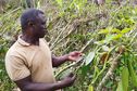 "C'est encore pire que si on recommençait de zéro" : la relance de la filière vanille à Mayotte, balayée par le cyclone Chido