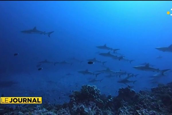 Fakarava : polémique en eaux pas si troubles