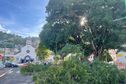 VIDÉO. Une impressionnante branche d'arbre tombe sur la chaussée aux Terres Sainville à Fort-de-France