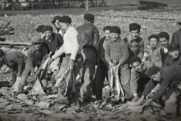 Enfants "petits graviers" faisant sécher la morue à Saint-Pierre