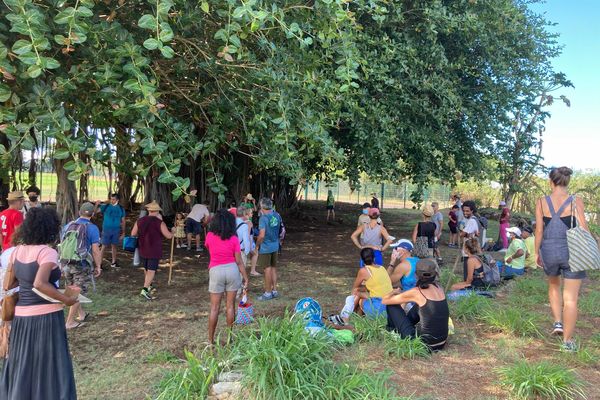 Manifestation contre l'abattage des arbres à Casabona