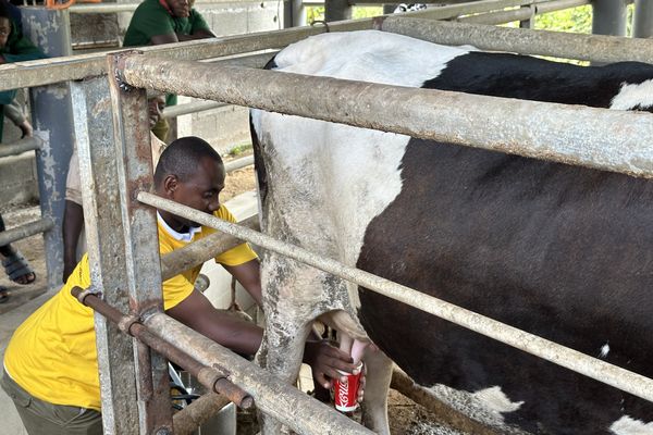 animation traite des vaches à la ferme Avice à Hajangoua