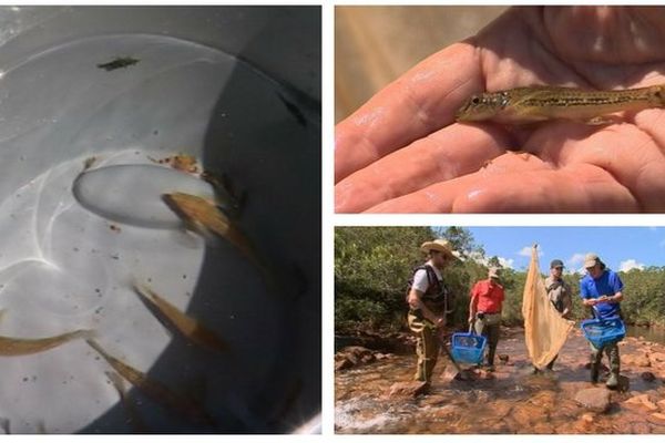 Prony rivière étude poisson