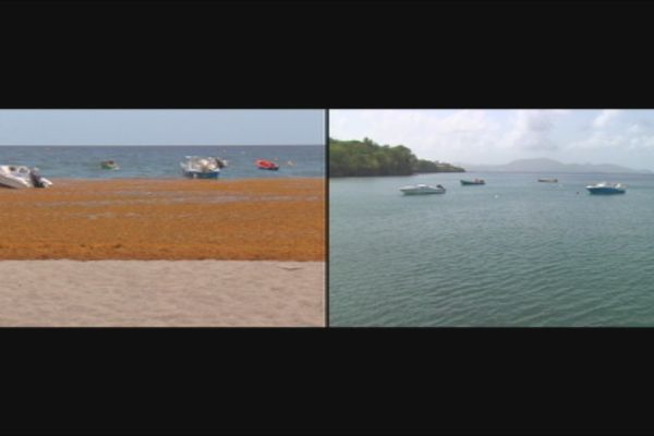 En une nuit, la plage du bourg de Schoelcher a été naturellement nettoyée. 