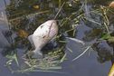 Hécatombe de poissons au Lac Bleu à Saint-Laurent-du-Maroni : témoignages et éclaircissements