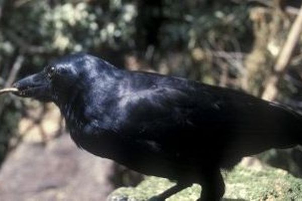 Le Corbeau calédonien (Corvus moneduloides)