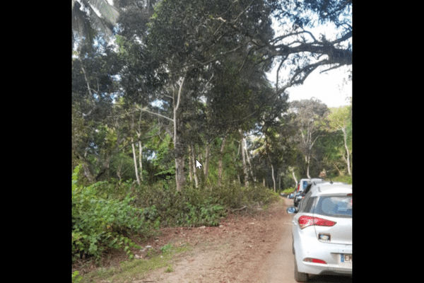 embouteillage feu foret kahani