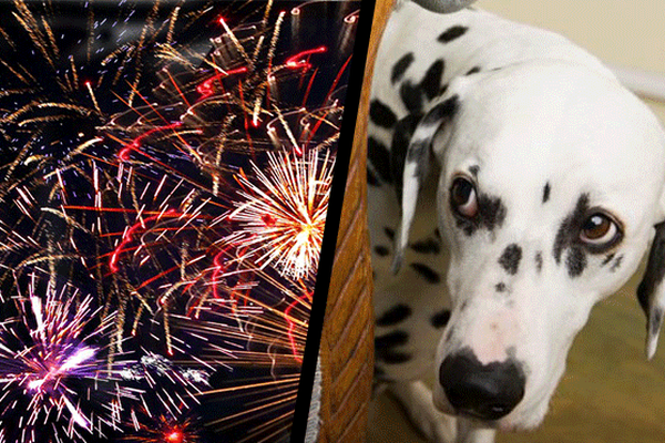 Attention feux d'artifice, précautions animaux domestiques