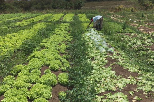 21 Une Bonne Annee Pour L Agriculture Vivriere Mais Une Annee Difficile