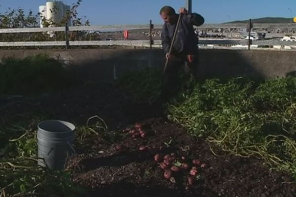 À Miquelon, il fait bon cultiver son jardin 