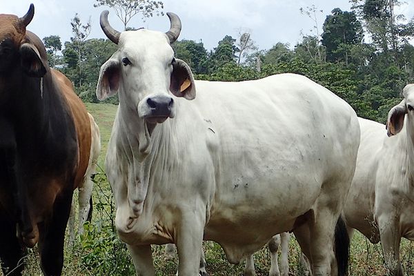 La Guyane, une région agricole tropicale et florissante  Ministère de  l'Agriculture et de la Souveraineté alimentaire