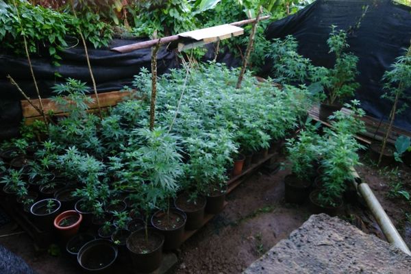 Les gendarmes ont mis à jour 484 plants de cannabis.