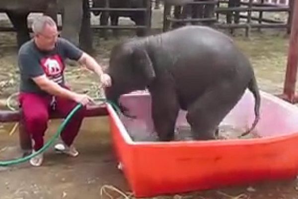 éléphanteau dans son bain