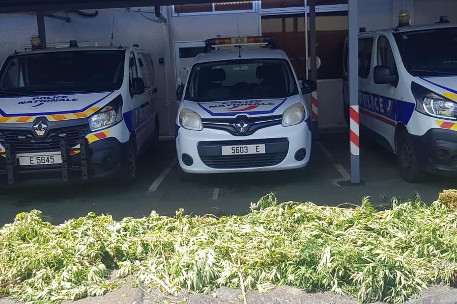 253 cannabis plants seized and destroyed in Papeete – Polynésie la 1ère