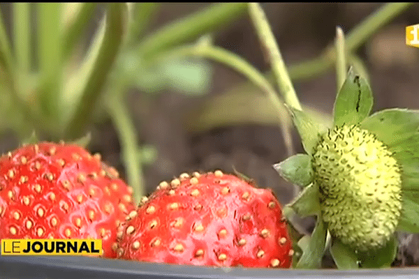 Agriculture : tendance nature