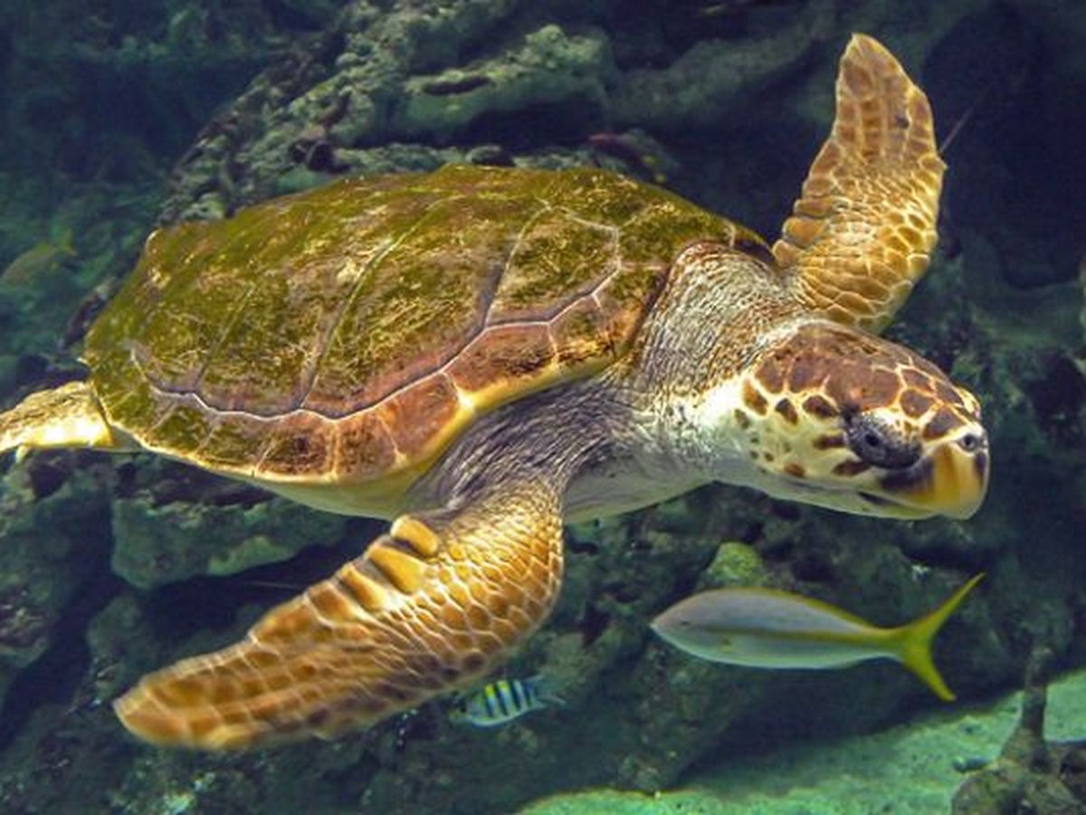 Une Tortue Caouanne Espece Rarissime En Guyane Trouvee Morte Dans Un File