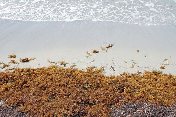 Des algues sargasses échouées sur le littoral de Guadeloupe. 