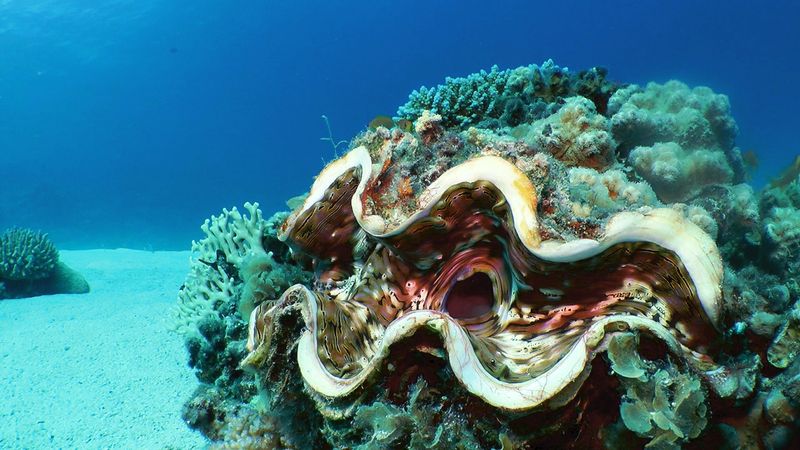 Bénitier à Tatakoto, archipel des Tuamotu (Polynésie) - Climat : des résistants en Outre-mer