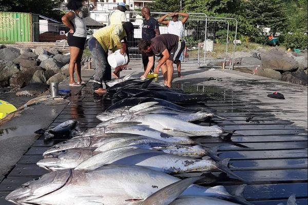 Pêche de thons au Prêcheur