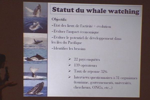 Journées bleues : mieux réglementer l'observation des baleines