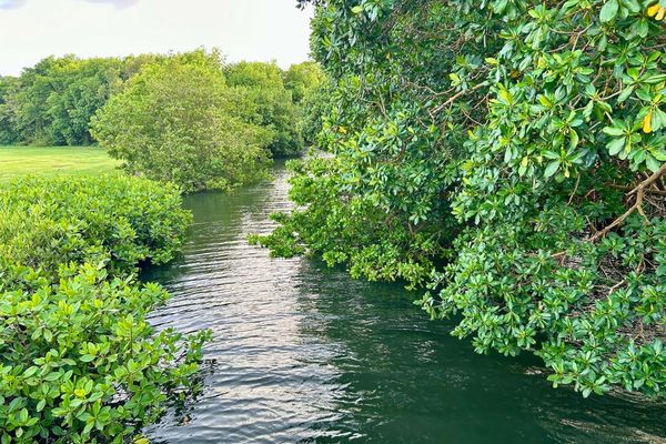 Mangrove / environnement / eau / nature