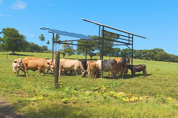 Les vaches trouvent de l'ombre sous les panneaux solaires qui captent l'énergie solaire. Du 2 en 1.
