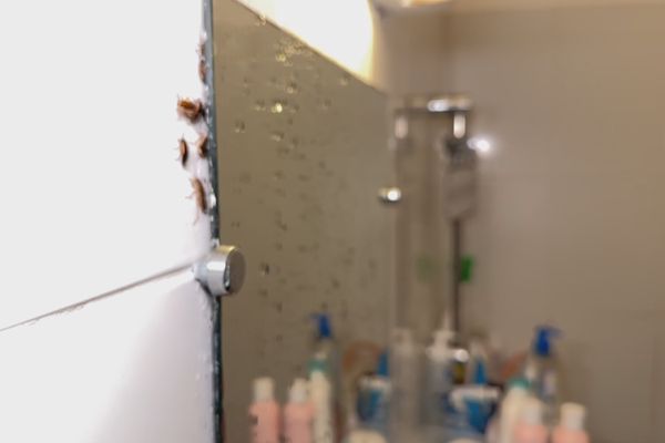 Logement insalubre : une locataire est infestée de cafards au Chaudron