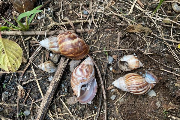 L'escargot géant africain envahit les exploitations agricoles à La Réunion