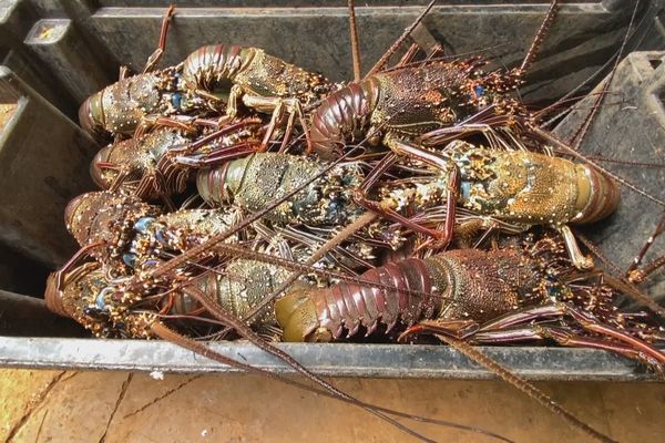 Des langoustes pêchées à Lifou pour le réveillon du 31 décembre.