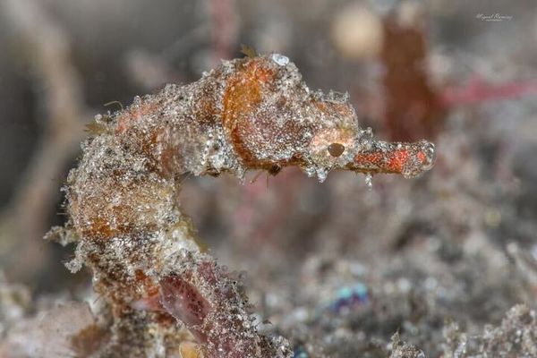 Sainte-Rose : découverte d'un hippocampe rare, nommé "Hippocampus Tyro" à La Réunion, observé uniquement deux fois dans le monde