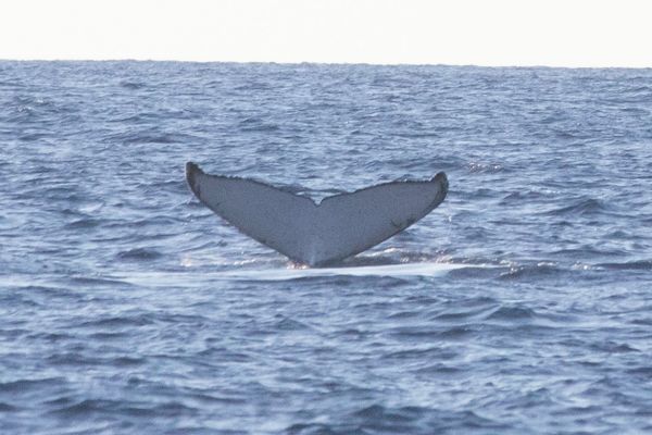 La première photo-identification de caudale de baleine à bosse de l'année 2021