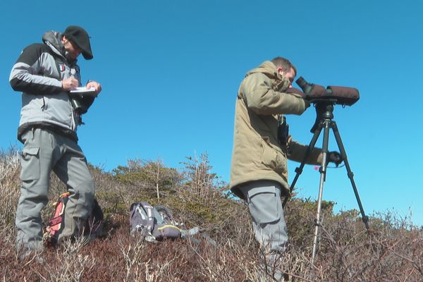 Le comptage des oiseaux marins dans l'archipel est assuré par l'Office Français de la Biodiversité. 
