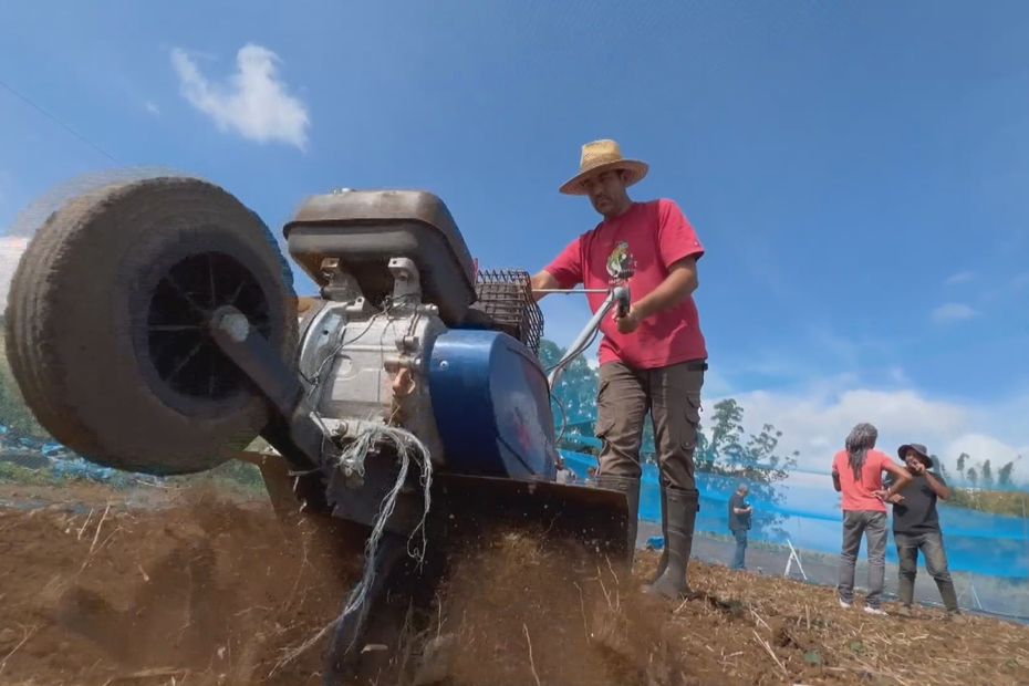 Farmers are trained in the cultivation of rice on the heights of Saint-Paul