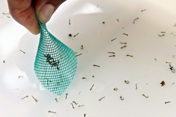 La Nouvelle-Calédonie toujours en épidémie de dengue