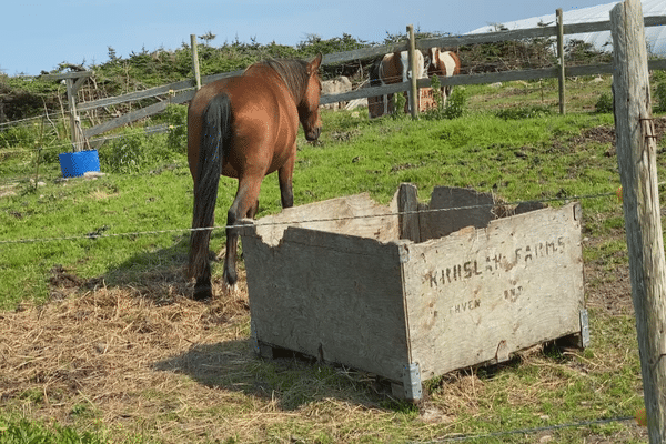 Les promeneurs priés de ne pas nourrir les chevaux