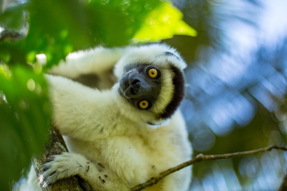 https://la1ere.francetvinfo.fr/image/jDATBLbRb88Leh_FDvLjbIdNa2A/930x620/outremer/2024/06/11/gwen-le-bigot-madagascar-sifaka-03-id13064-800x533-6667fbb69ce74062066933.jpg