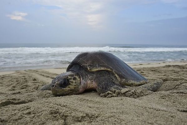 Tortues Mexique 