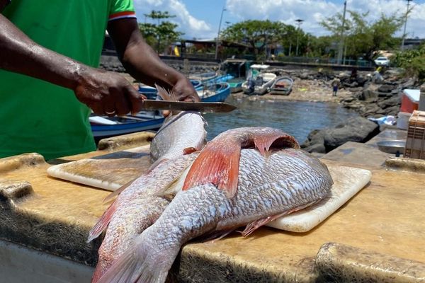 Poissons écaillés par un pêcheur