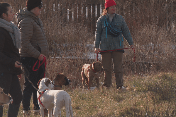 Cours collectifs d'éducation canine