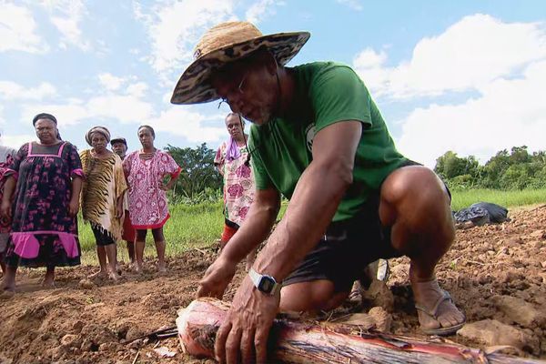 Un stage d'agroforesterie à Poindimié.