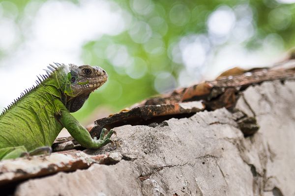 Un iguane délicat, espèce endémique des Antilles.